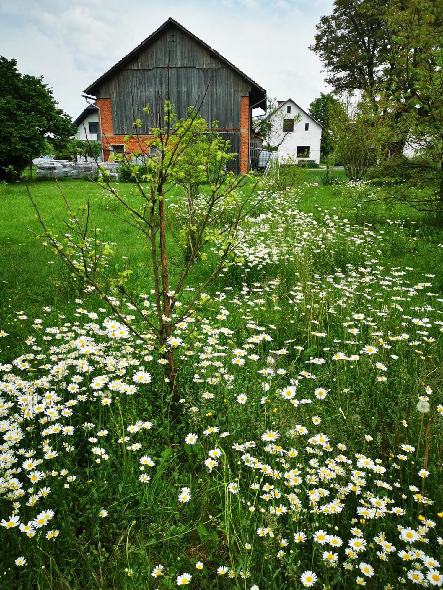 Braslovce Merikotka - A Cozy Wooden Cottage, Slovenia מראה חיצוני תמונה